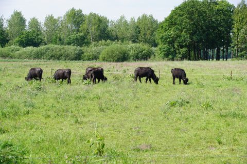 Zes zwarte buffels grazen in een groene weide omgeven door bomen.