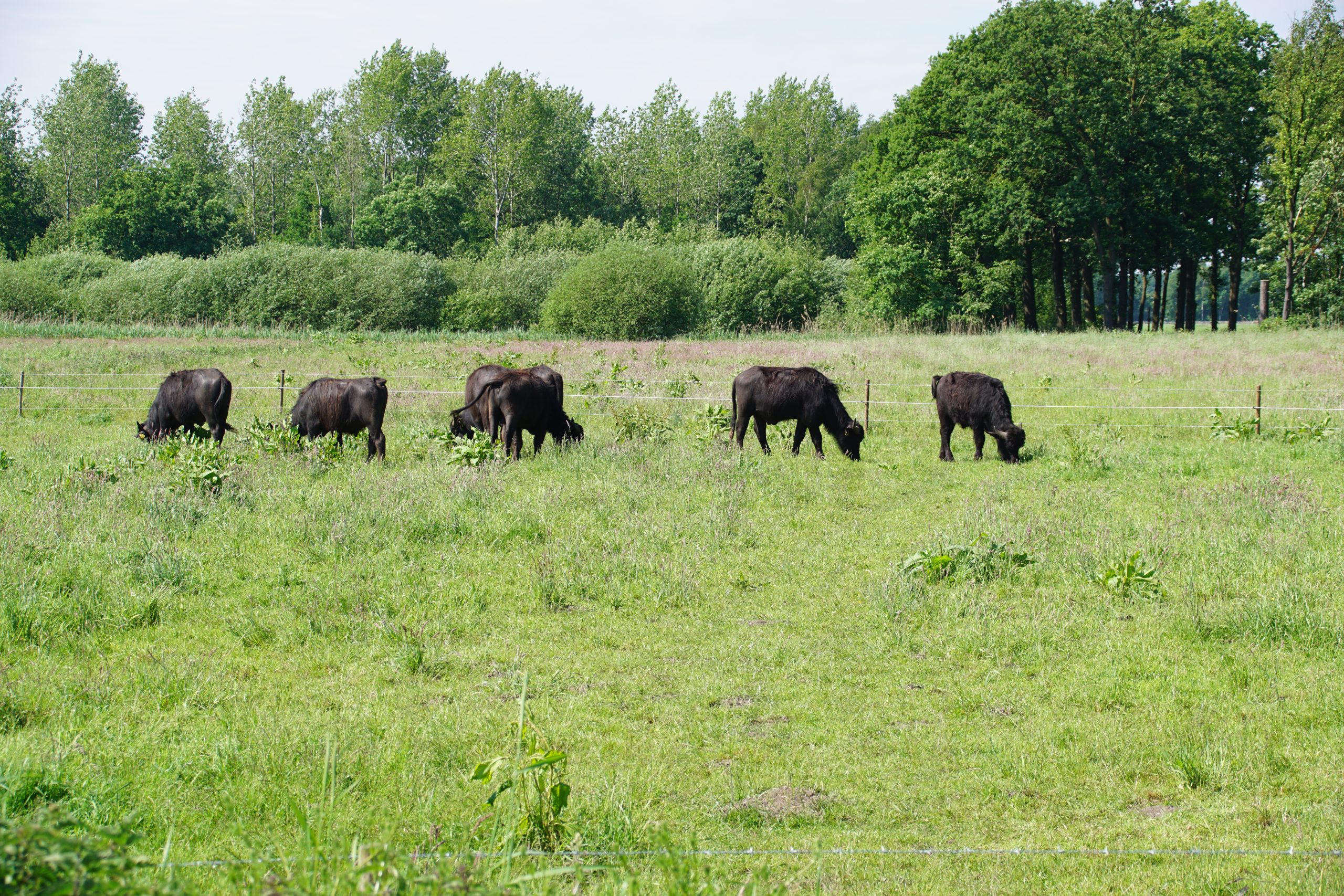 Zes zwarte buffels grazen in een groene weide omgeven door bomen.