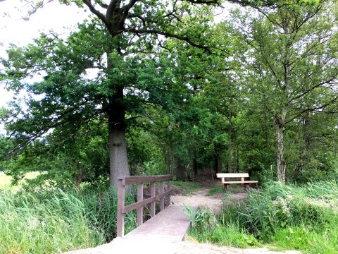 Houten bruggetje en bankje aan bosrand, omgeven door weelderig groen.