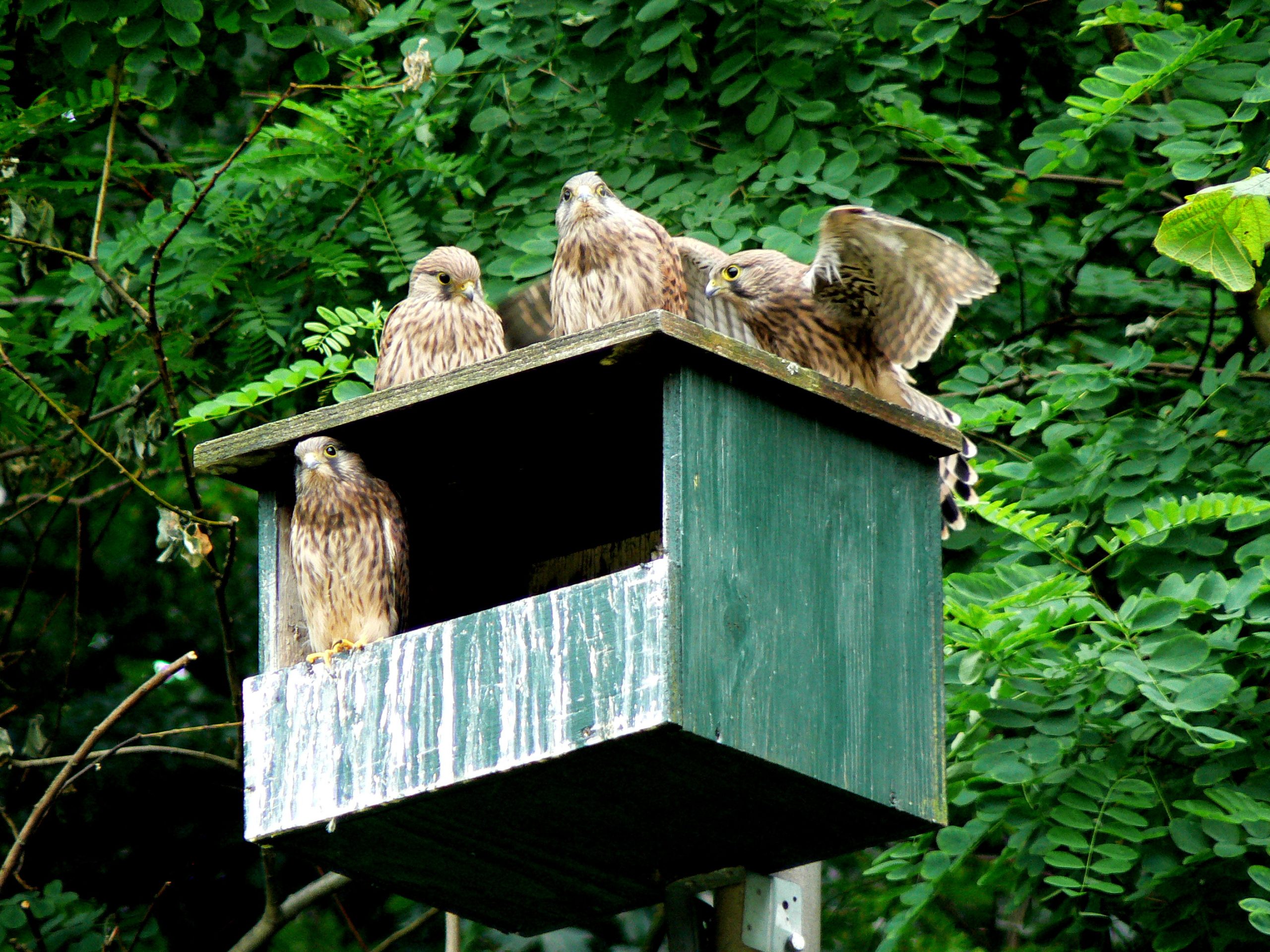 Vijf roofvogels zitten op een groene nestkast, omgeven door dichte groene bladeren.