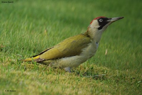 Groene specht op gras, kijkt omhoog met zijn kenmerkende rode kruin en groene verenkleed.