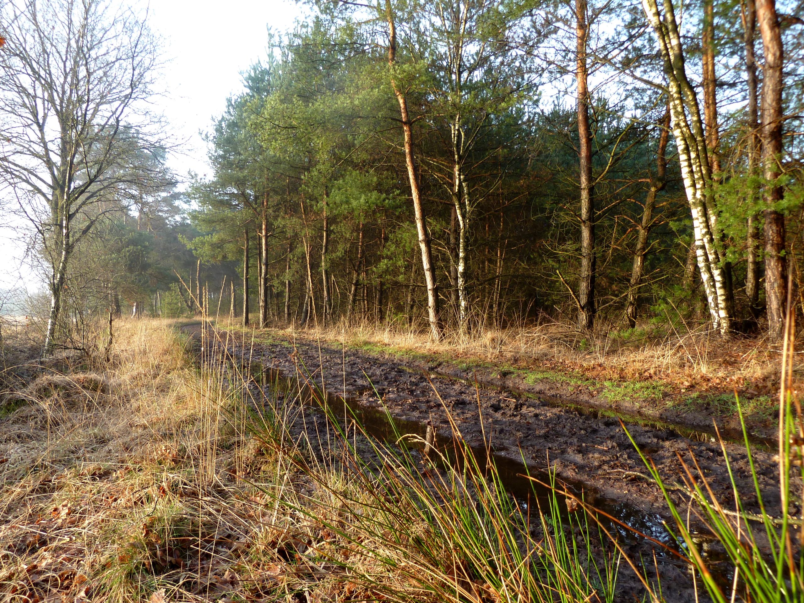 Modderig bospad met kale bomen en groene dennen onder een heldere ochtendhemel.