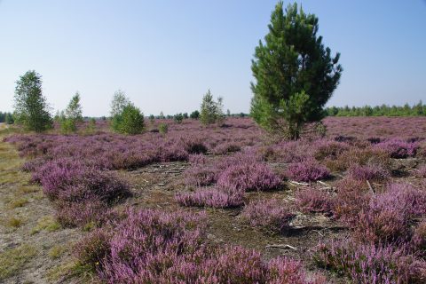 Heideveld met paarse struiken en eenzame dennenboom, onder een heldere hemel.
