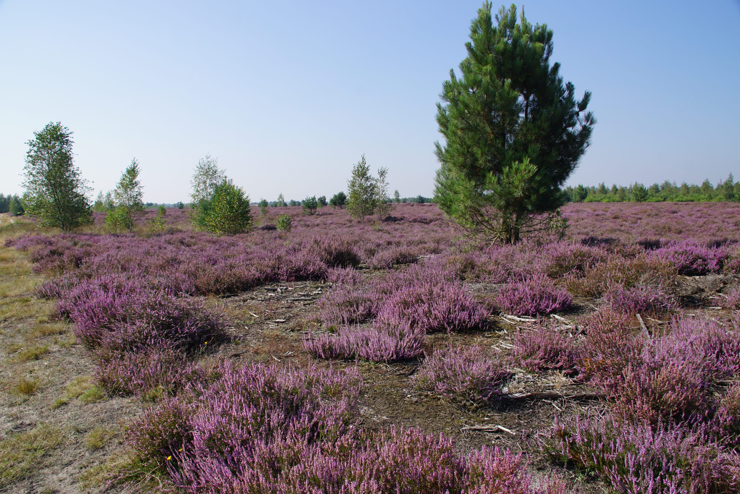 Heideveld met paarse struiken en eenzame dennenboom, onder een heldere hemel.