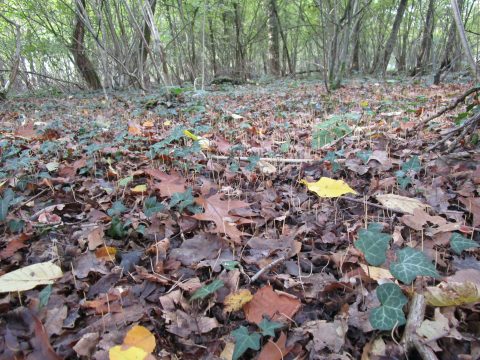 Bospad bedekt met herfstbladeren, kleine paddenstoelen en klimop in een dichtbebost gebied.