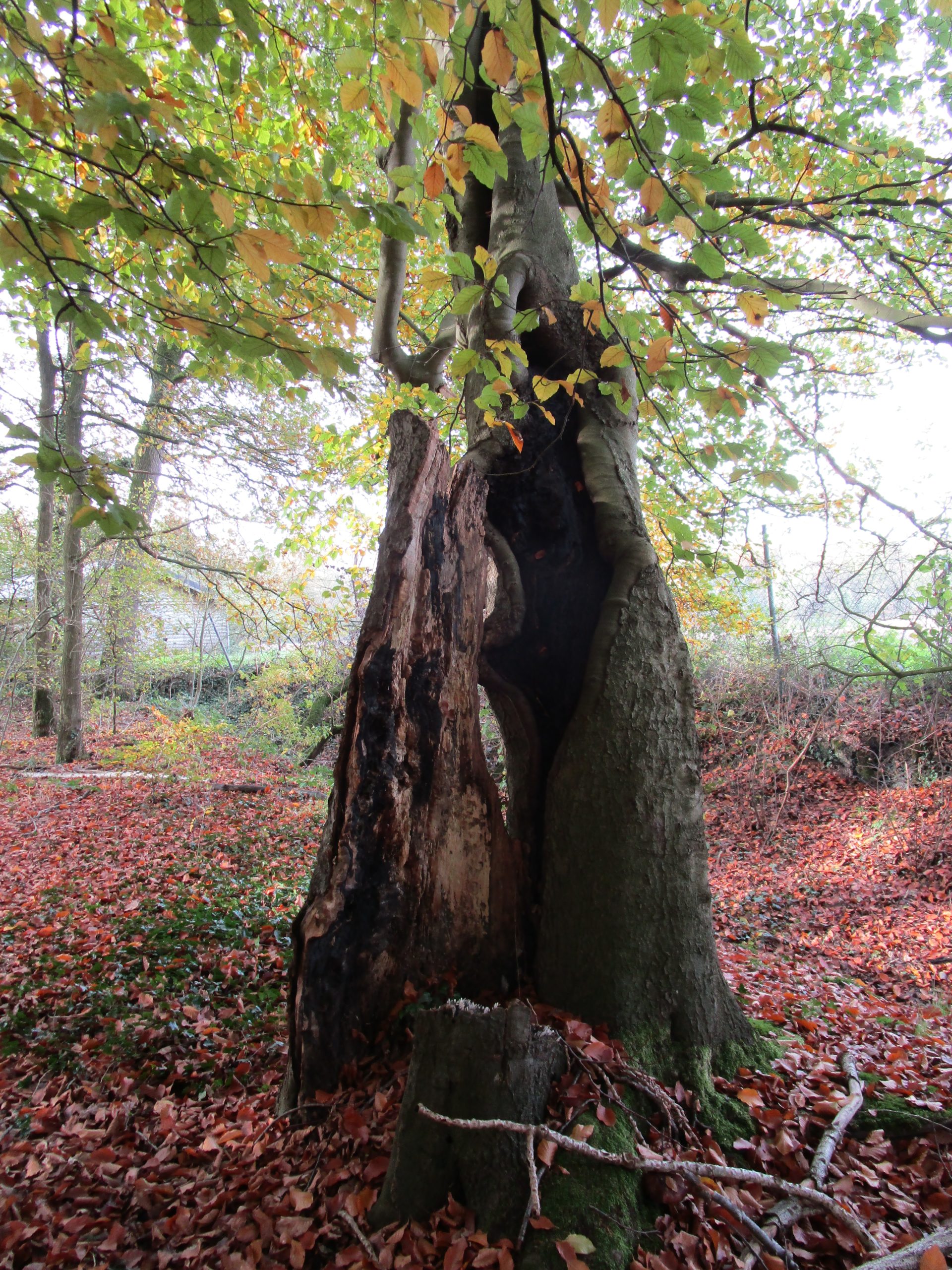 Boom met grote, donkere holte in herfstbos, omgeven door gekleurde bladeren en takken.