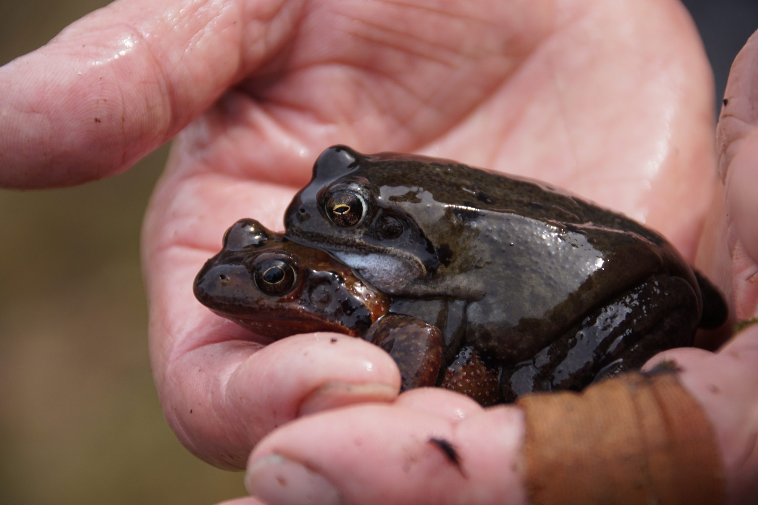 Twee kikkers in een hand, met glanzende huid en gedetailleerde ogen.