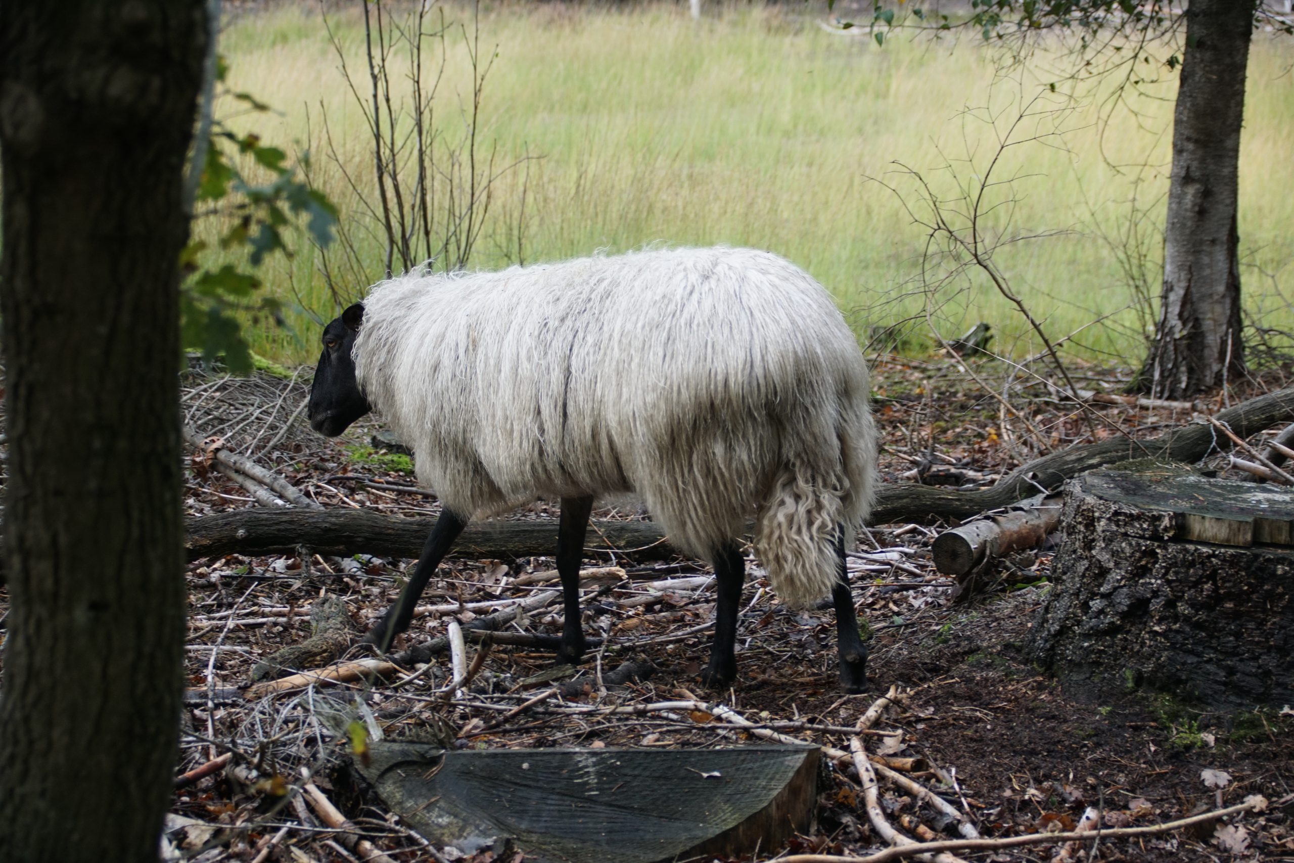 Schaap met dikke vacht loopt door bosachtige omgeving met gras op de achtergrond.