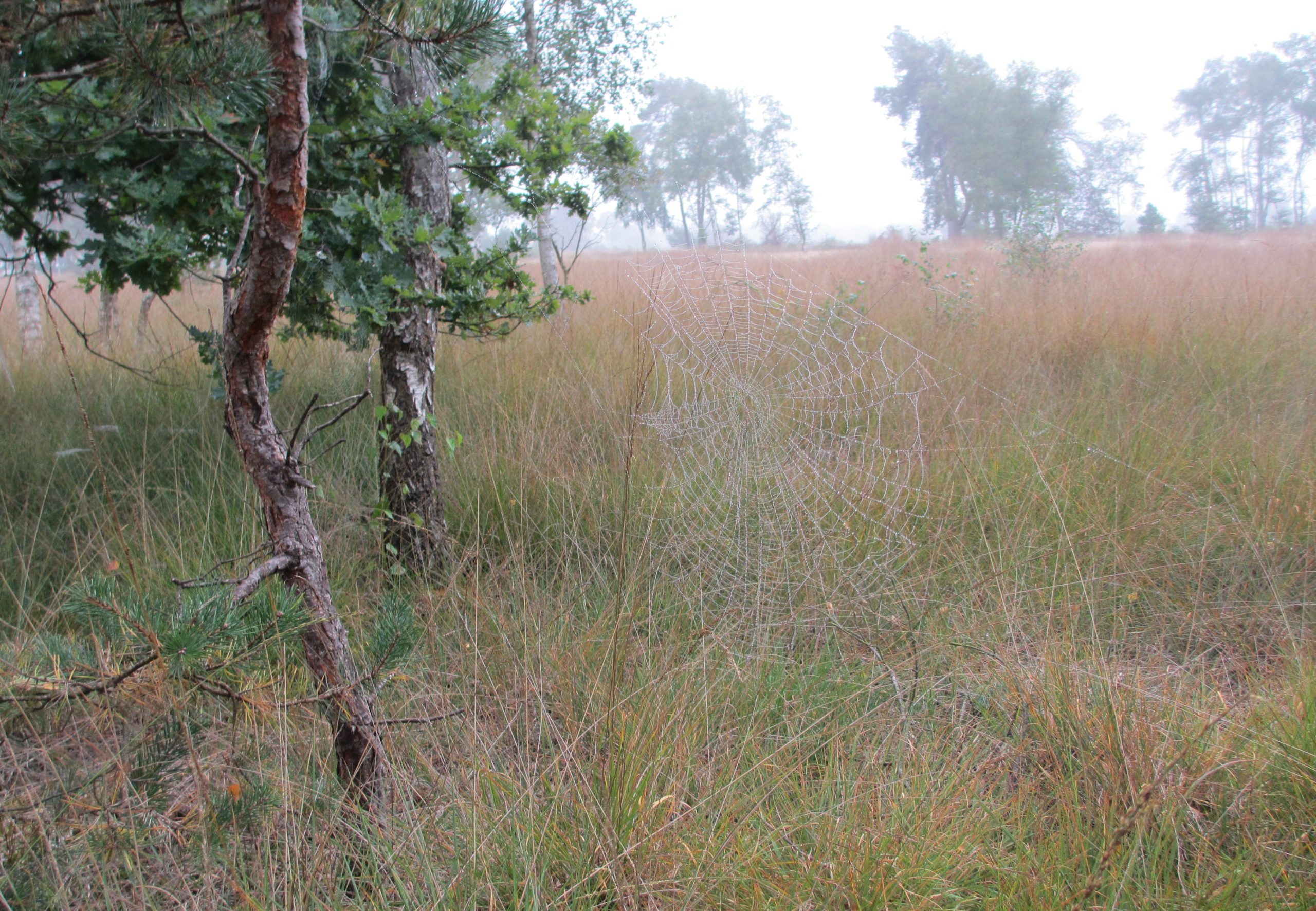 Spinrag bedekt met dauw in graslandschap met bomen en mist.