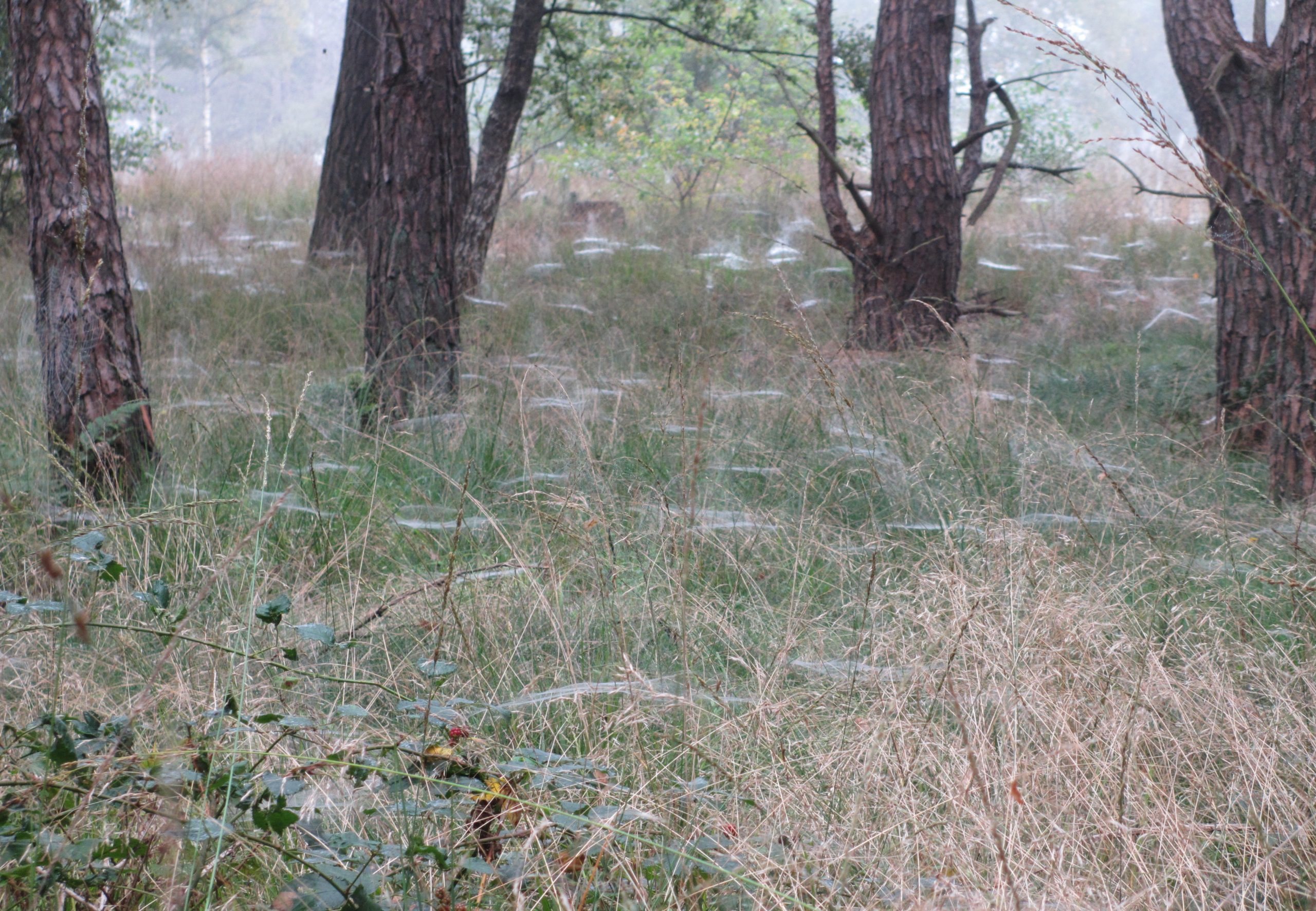 Bomen in een mistig bos, bedekt met fijne spinnenwebben in het gras.