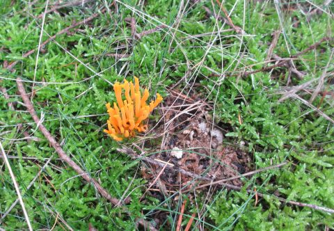 Felle oranje paddenstoel groeit tussen groen mos en bruine takjes.