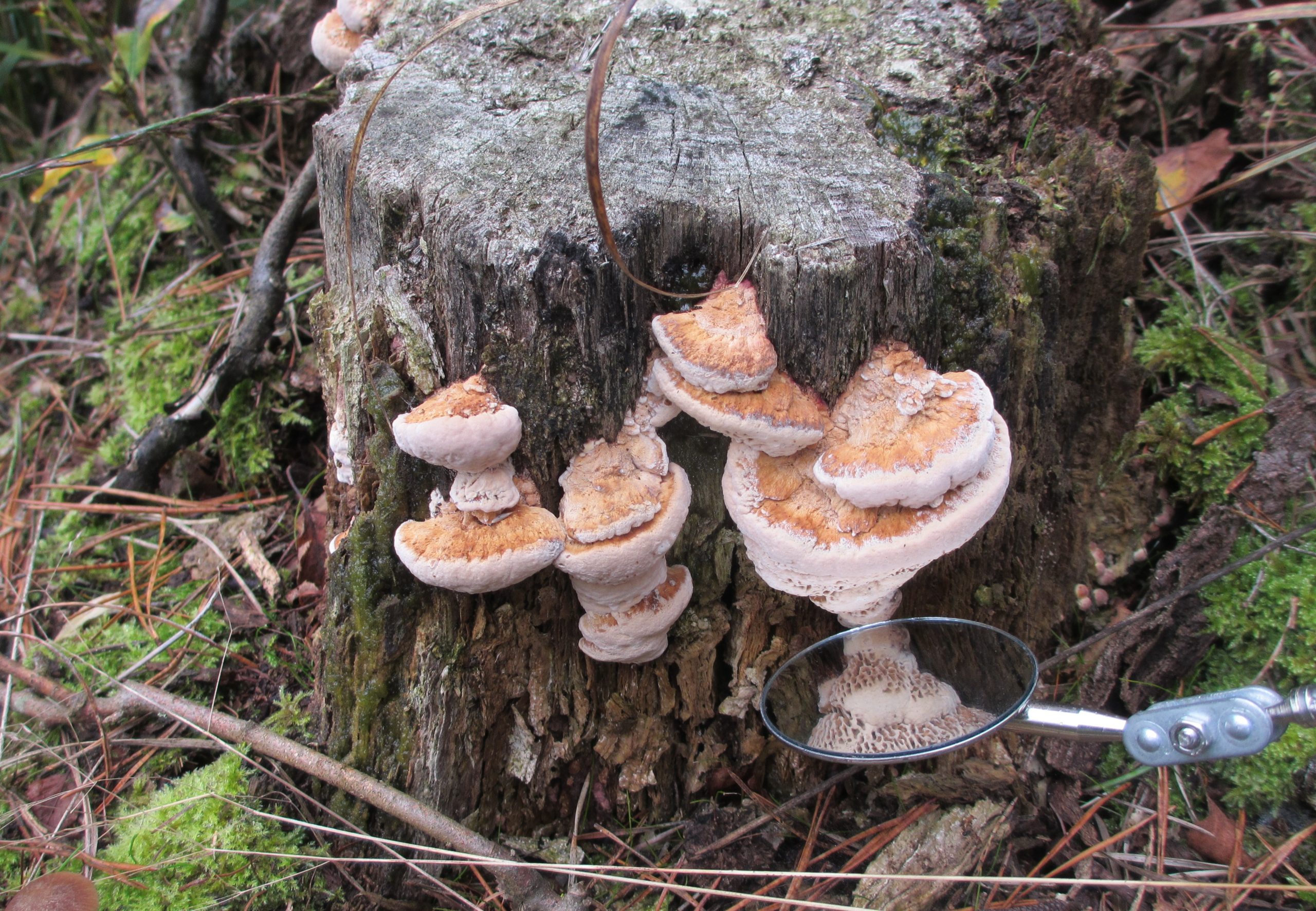 Paddenstoelen groeien op een boomstronk, bekeken door een vergrootglas, omringd door mos en takjes.