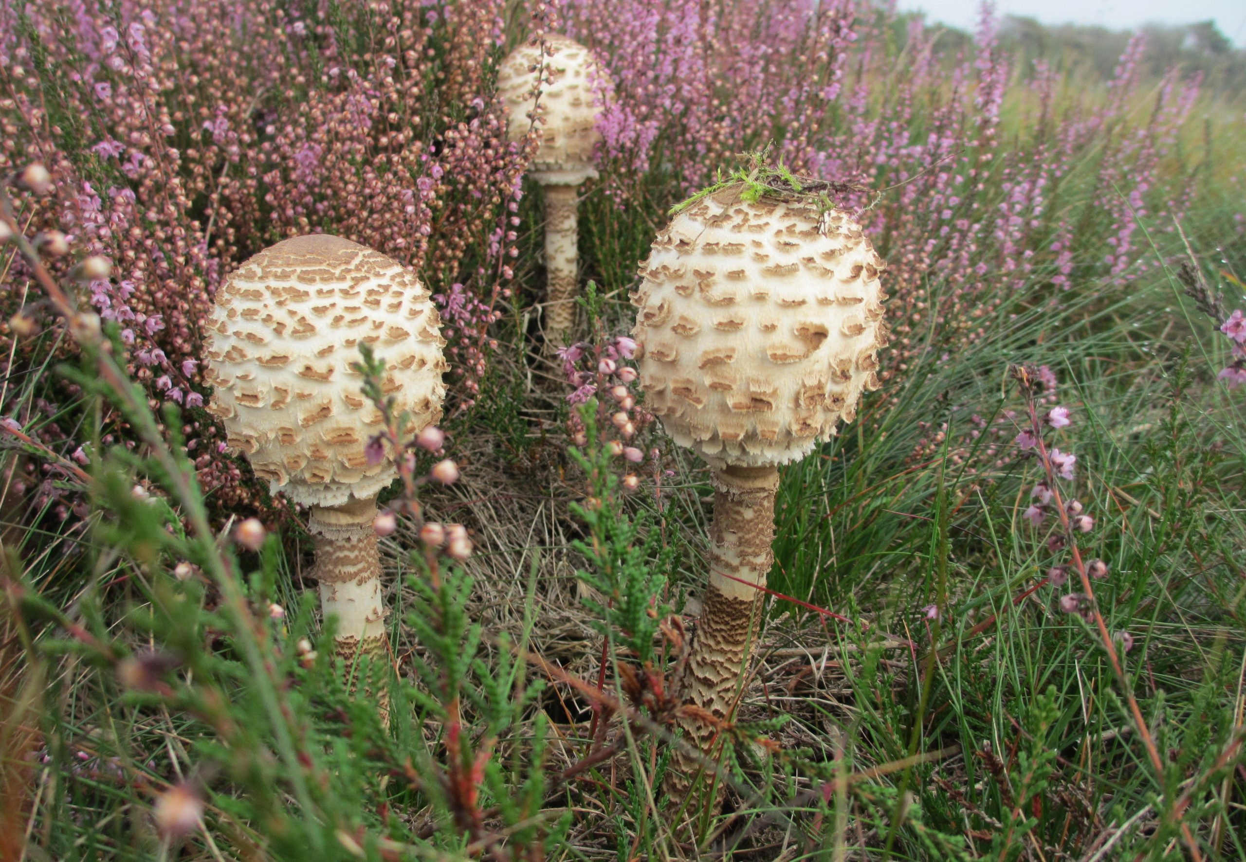 Drie jonge paddenstoelen tussen bloeiende paarse heidebloemen op een grasachtige ondergrond.