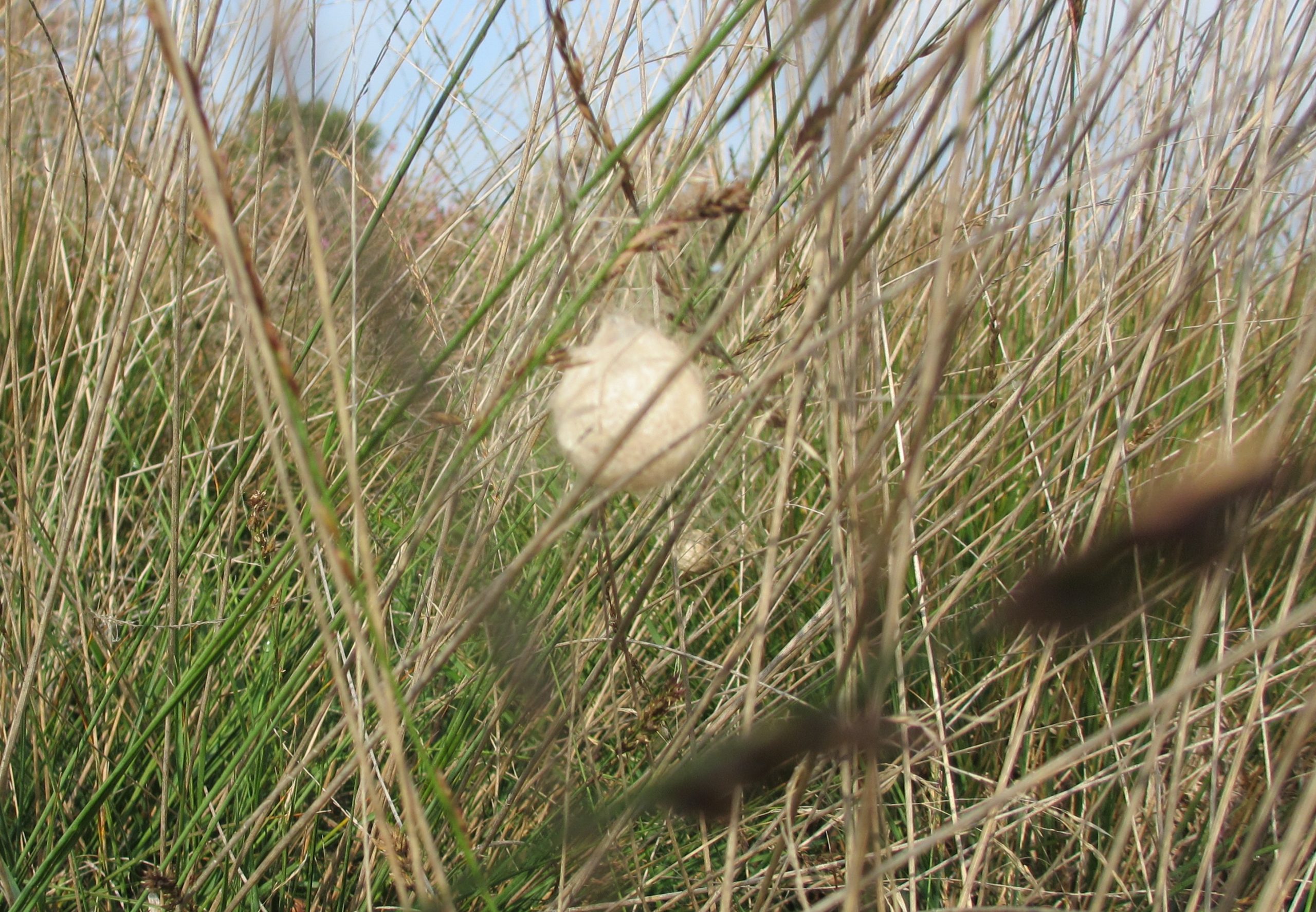 Wit spinsel in droog gras, waarschijnlijk een cocon of nest, detail van een natuurlijke habitat.