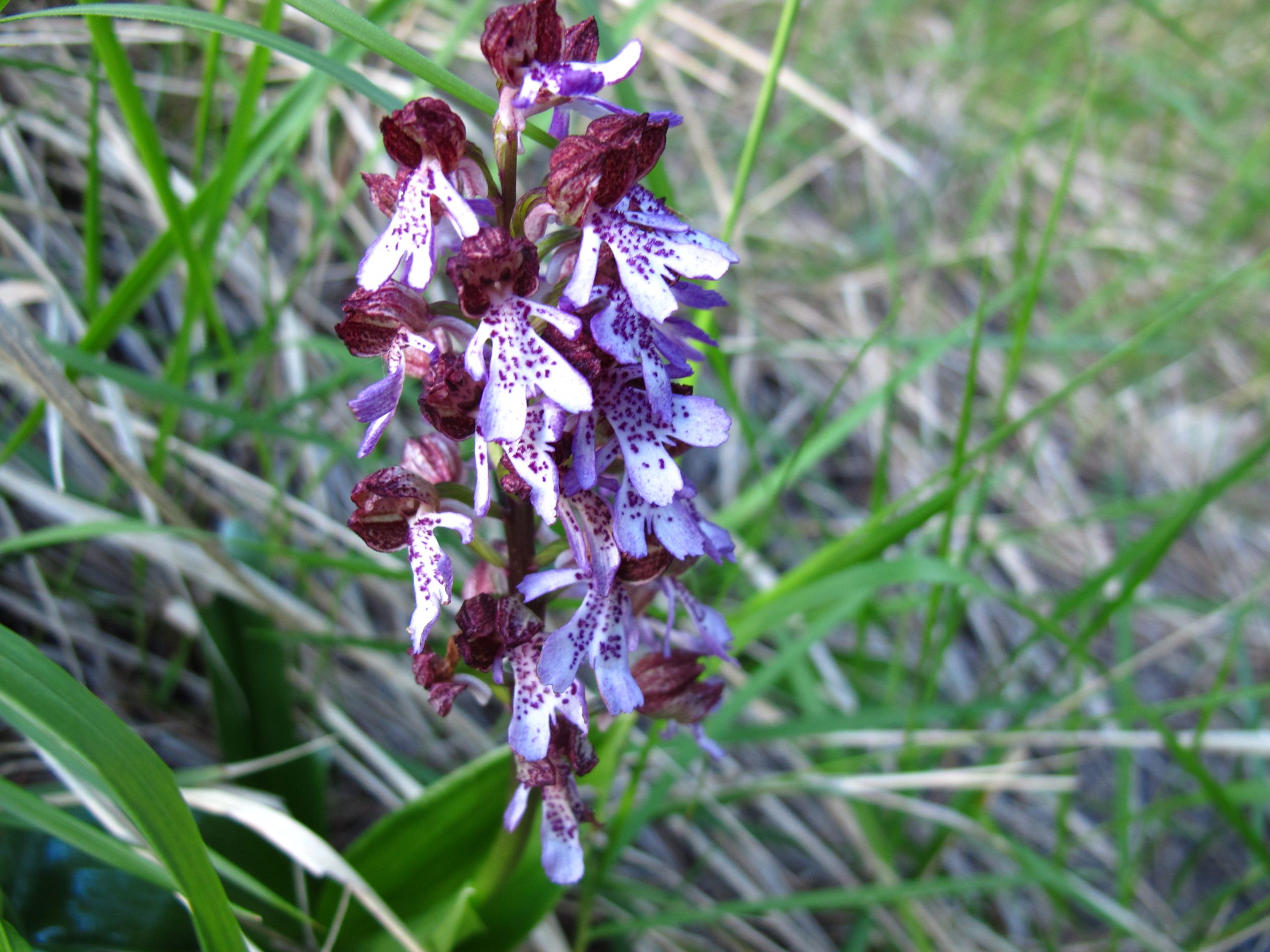 Paarse orchidee met gevlekte bloemen in groen gras.