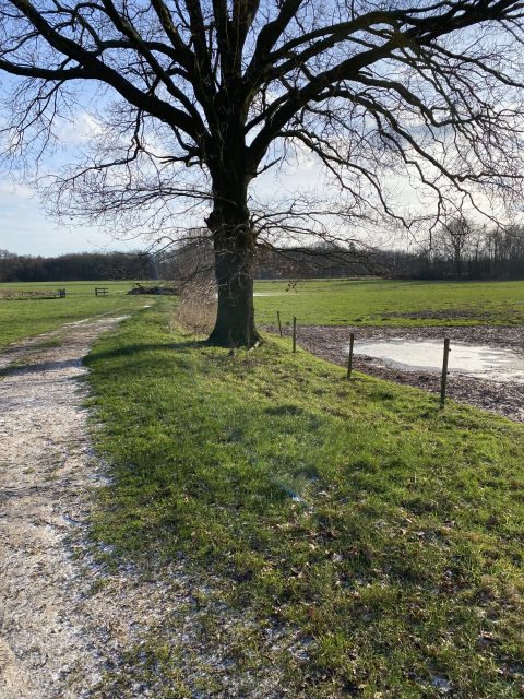 Grote boom bij zandpad in groene weide onder blauwe lucht.