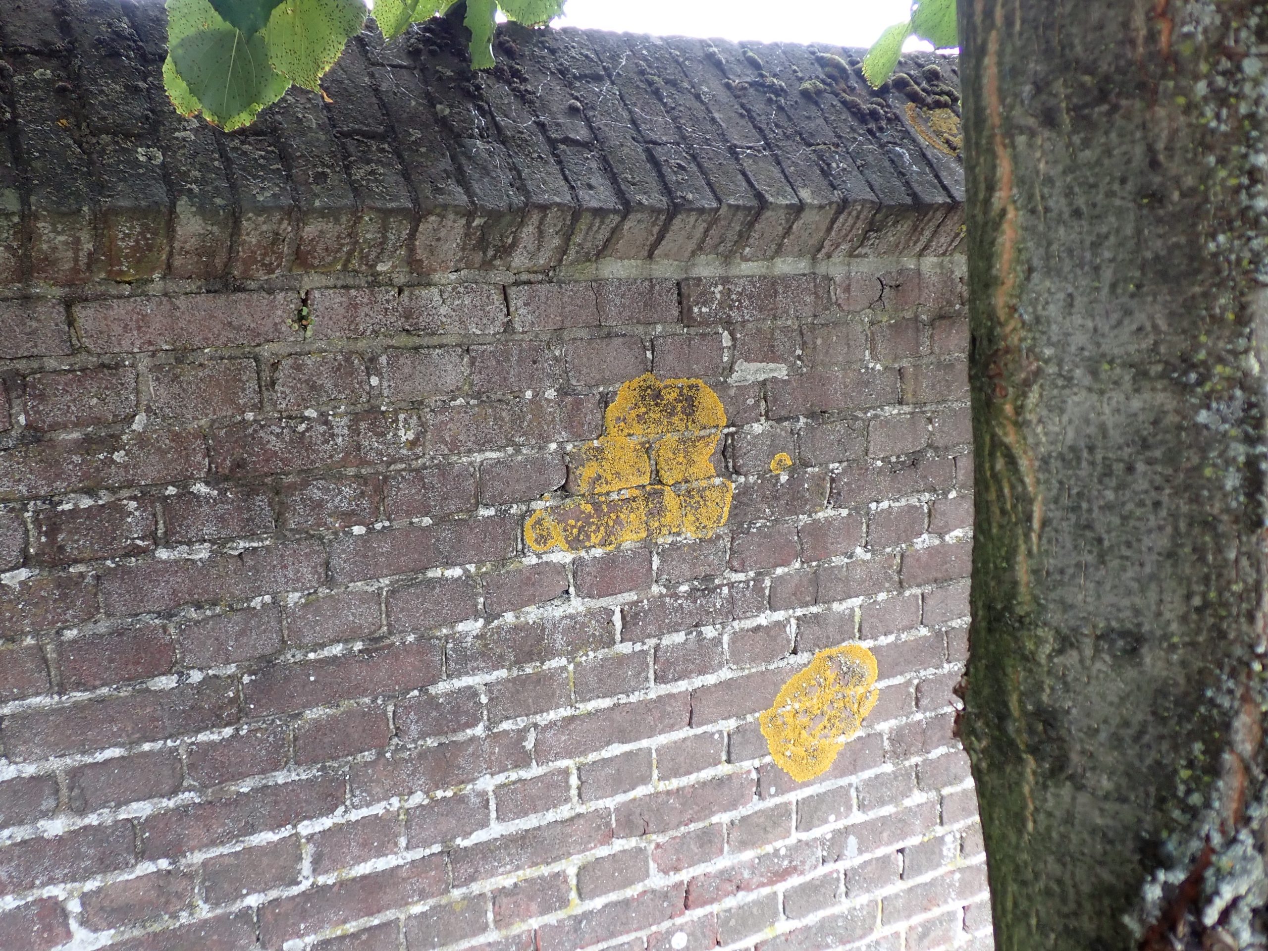 Bakstenen muur met gele korstmosvlekken en een boom aan de rechterkant. Groene bladeren bovenaan.