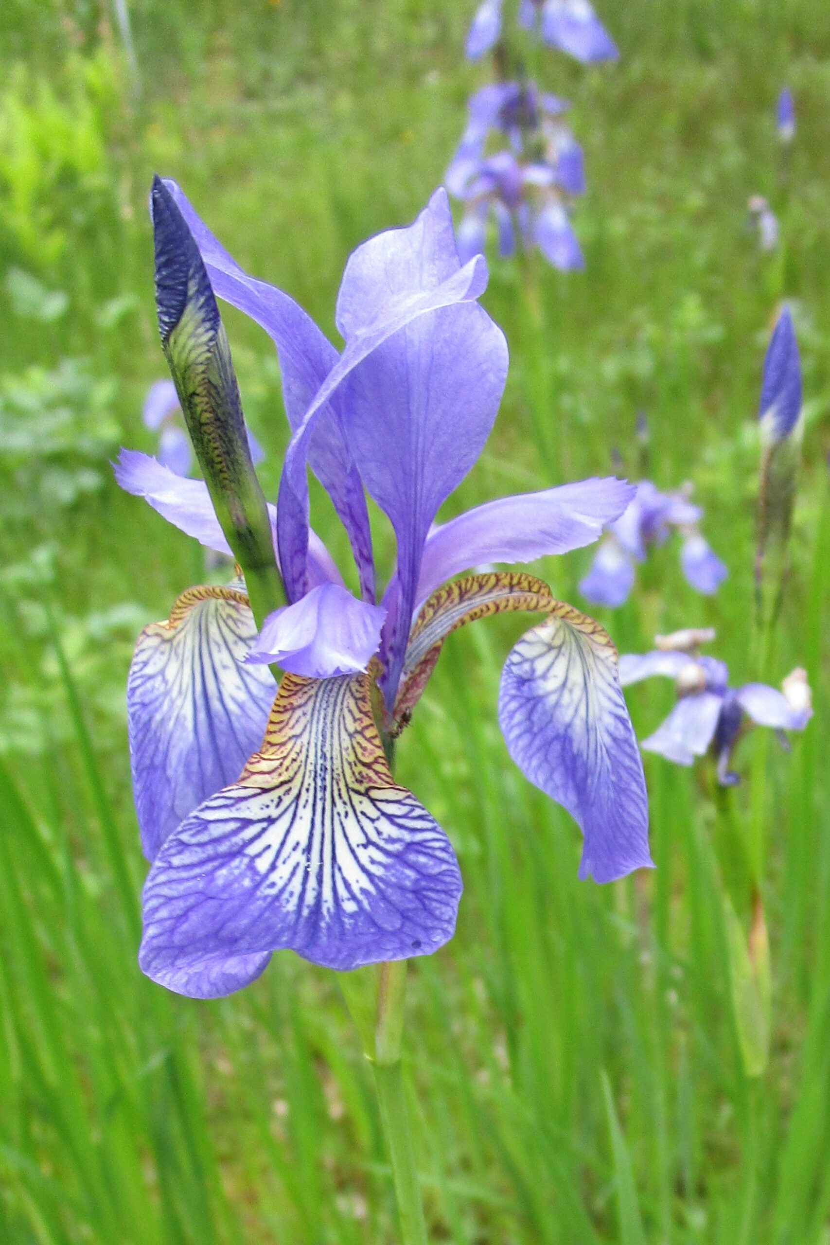 Paarse iris bloem in een groene tuin, close-up met zachte achtergrond.