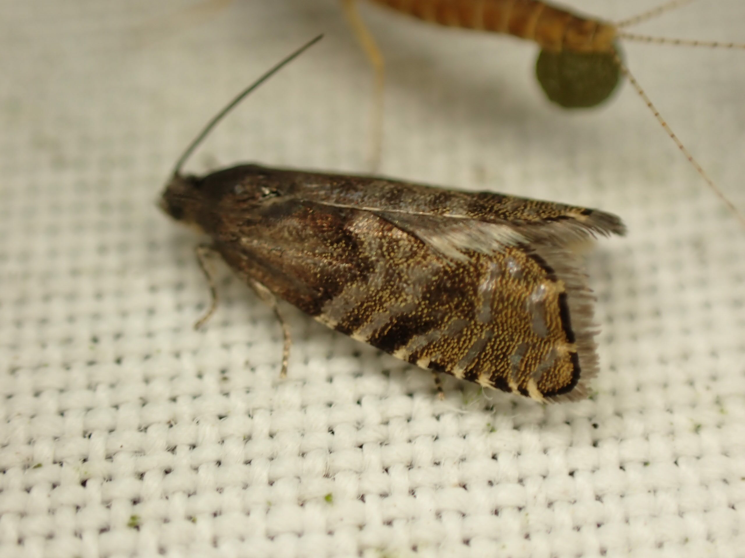Bruine mot op een witte, gestructureerde stof ondergrond.