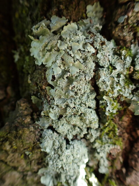 Close-up van groene korstmossen op een boomstam.