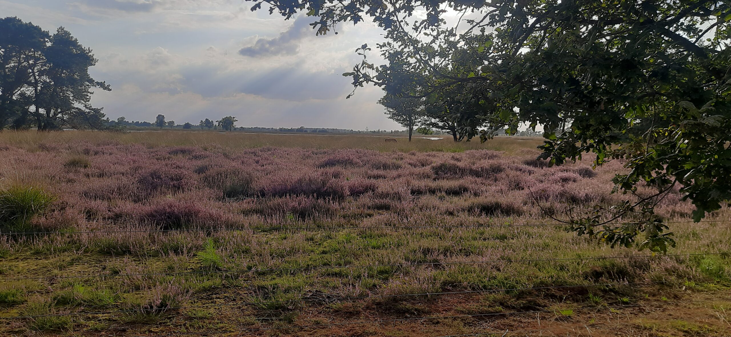 Zonnestralen boven een heideveld met paarse bloemen, omgeven door bomen.