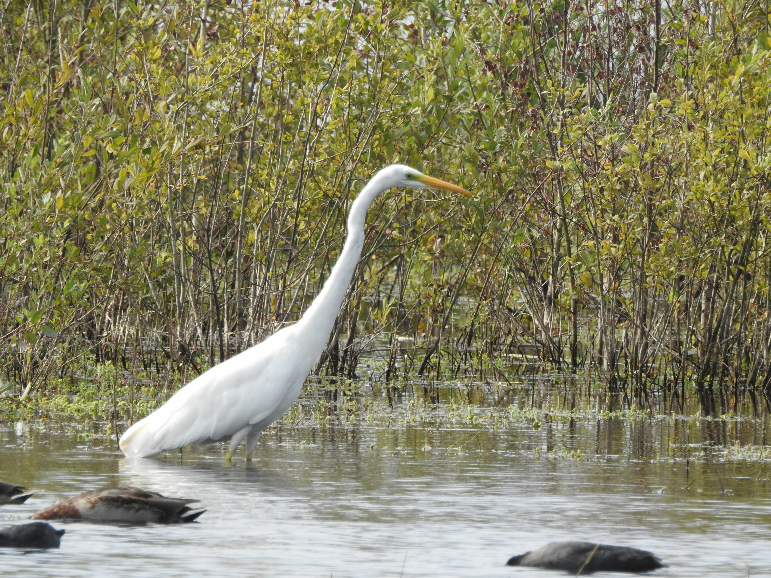 Witte reiger staat in ondiep water omringd door groen riet. Enkele eenden zwemmen op de voorgrond.
