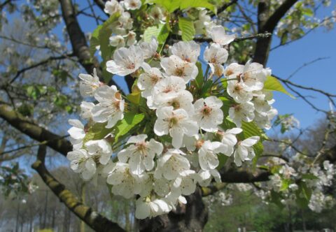 Witte bloesem aan een boom met groene bladeren en blauwe lucht op de achtergrond.