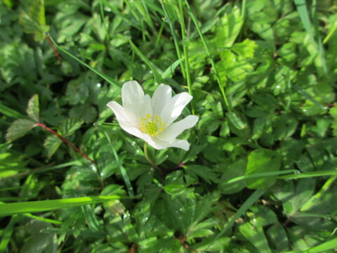 Witte bloem met gele meeldraden omgeven door groen gras en bladeren, in de zon.