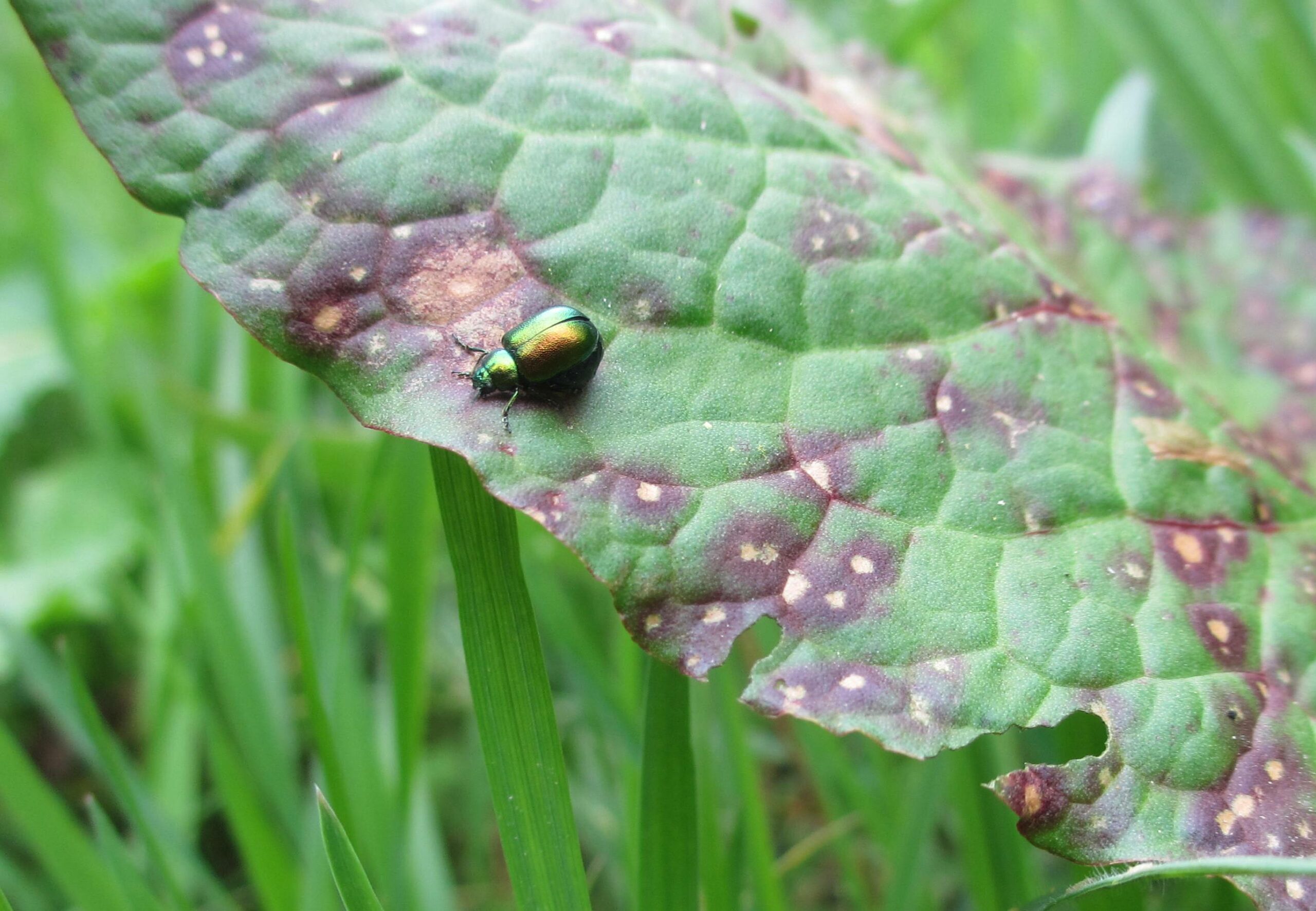 Groene kever op een groot groen blad met bruine vlekken, tegen een achtergrond van gras.