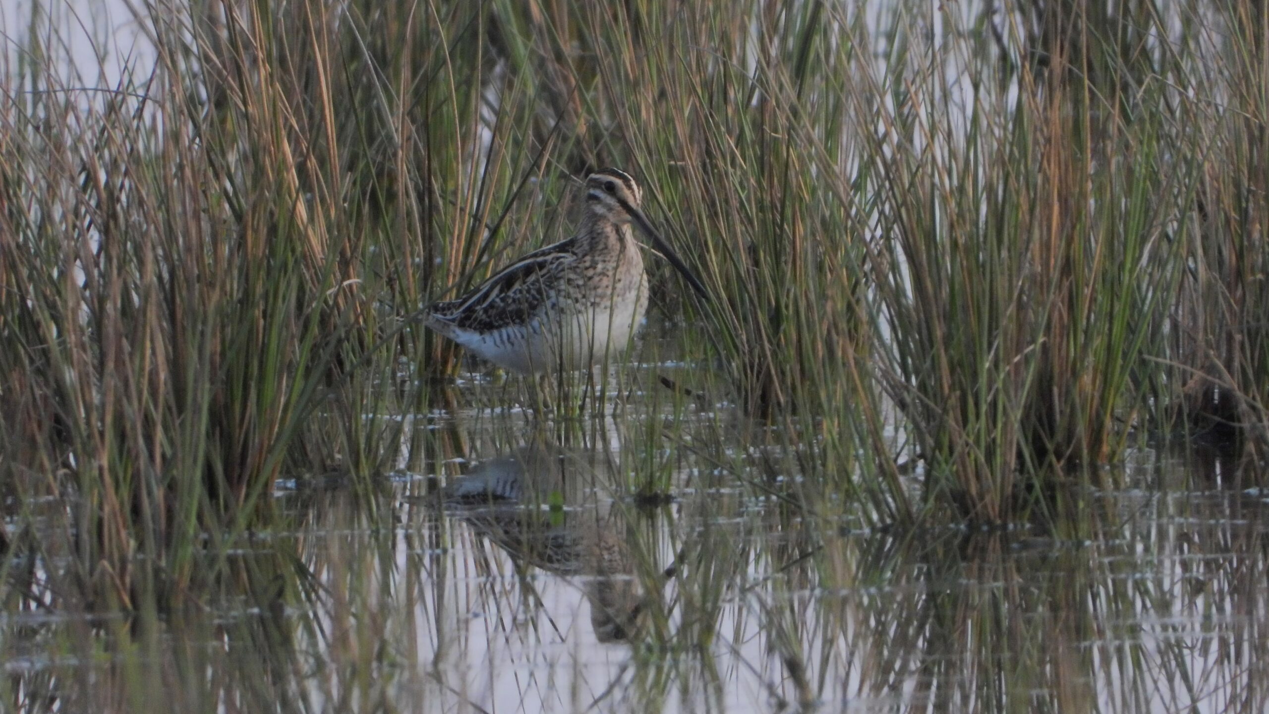 Een watersnip met lange snavel in hoog gras, weerspiegeld in het water.