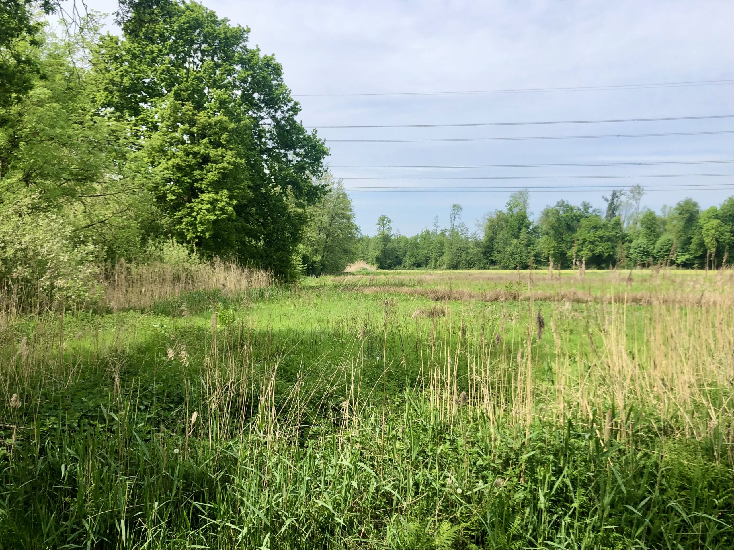 Groene weide met hoog gras en bomen onder een bewolkte lucht; elektriciteitsdraden in de verte.