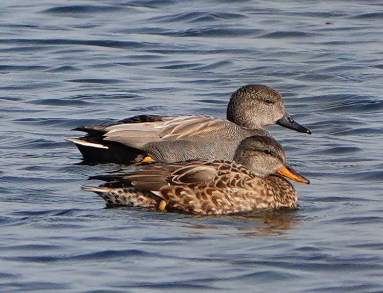 Twee wilde eenden zwemmen dicht bij elkaar op een rustig wateroppervlak.
