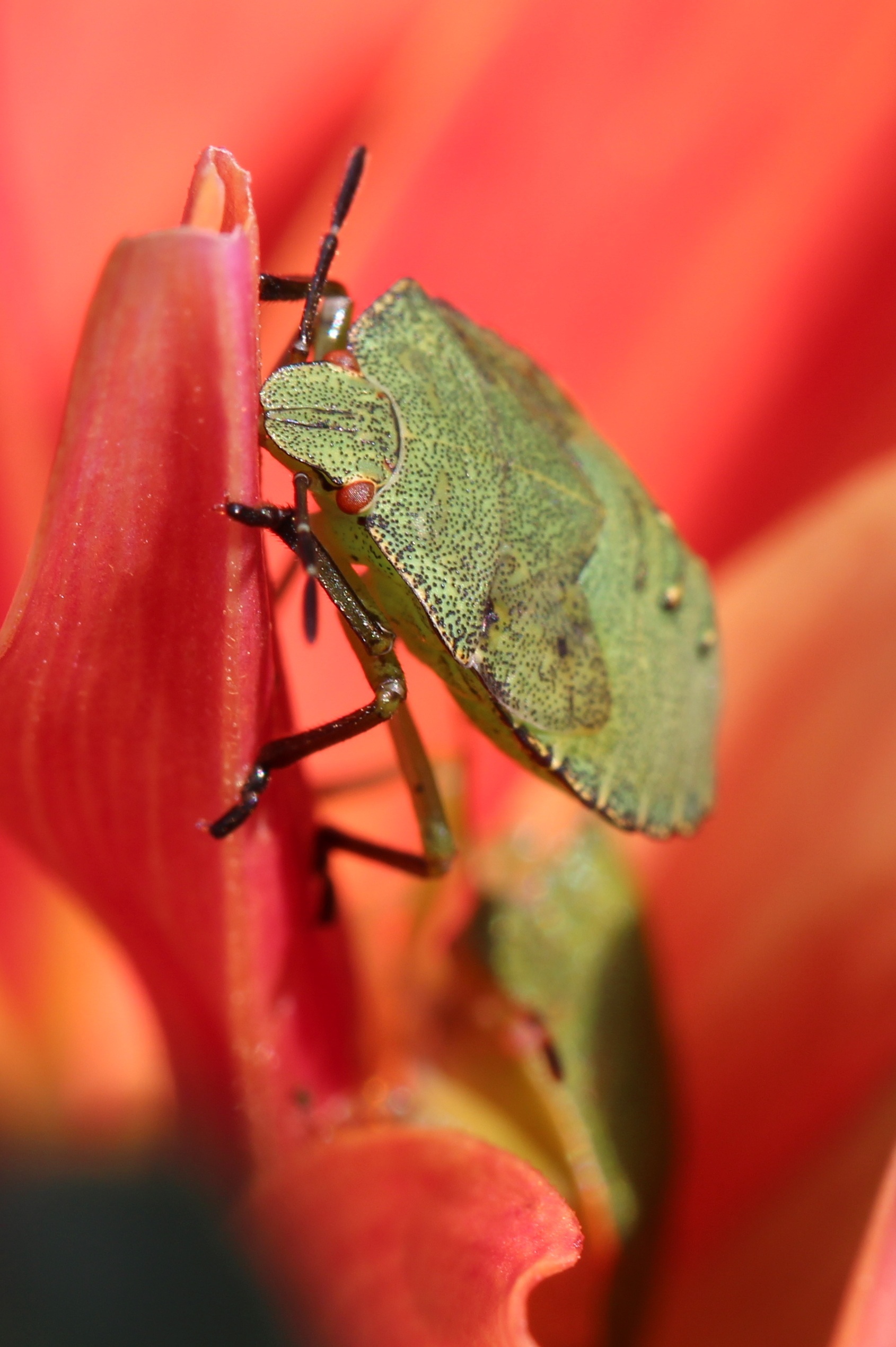 Groene wants op een rode bloemblad in close-up.
