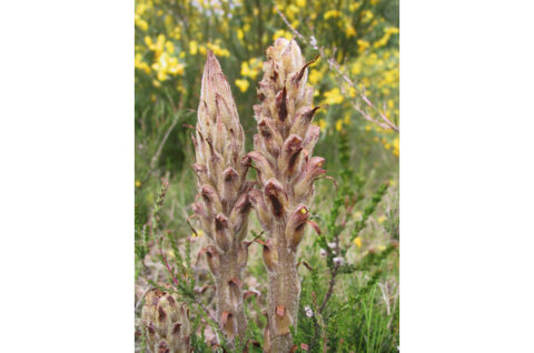 Twee bruine, kegelvormige planten met bloemen, omgeven door groen gras en gele bloemetjes.