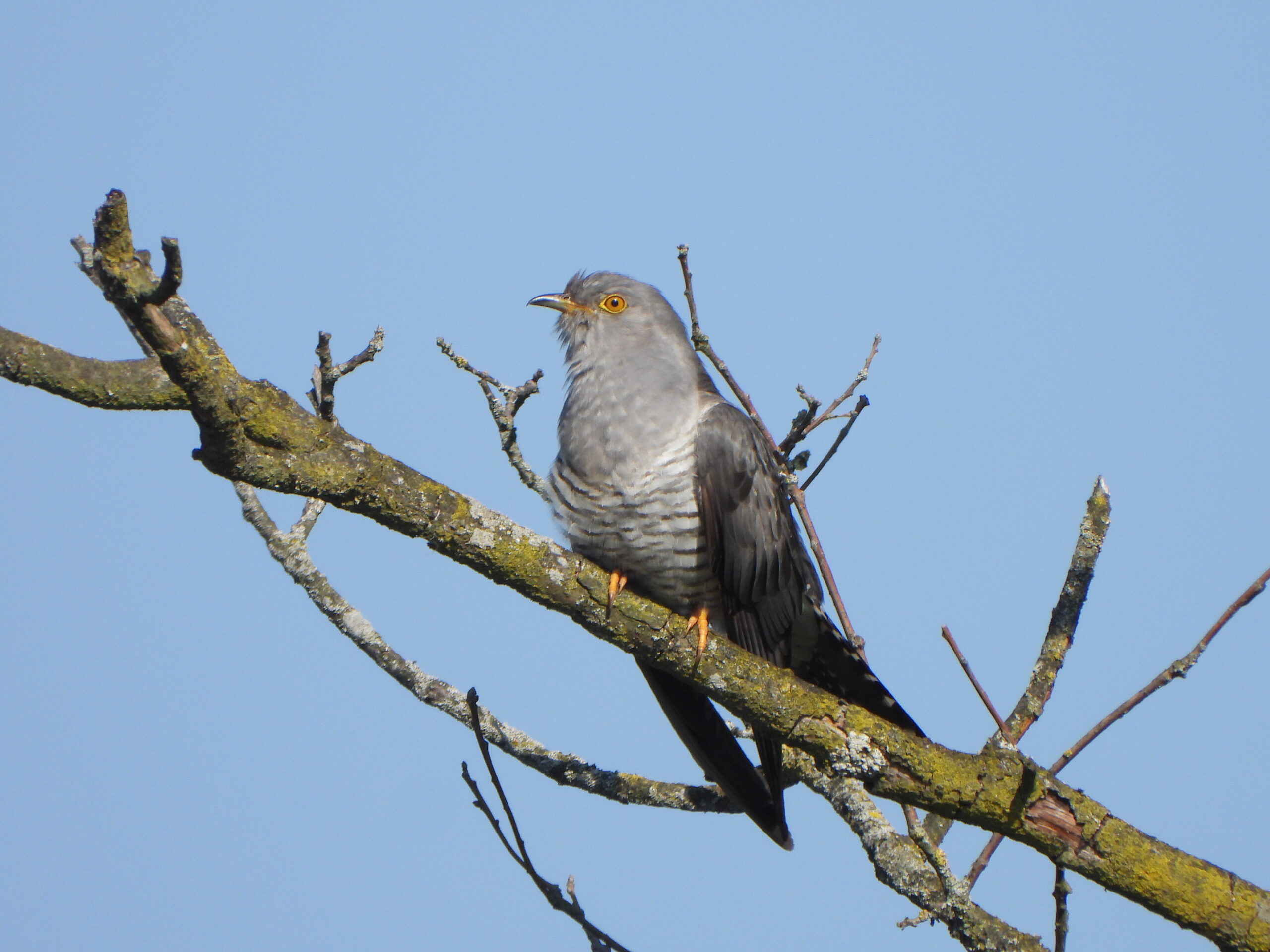 Grijze koekoek zit op een tak tegen een blauwe hemel.