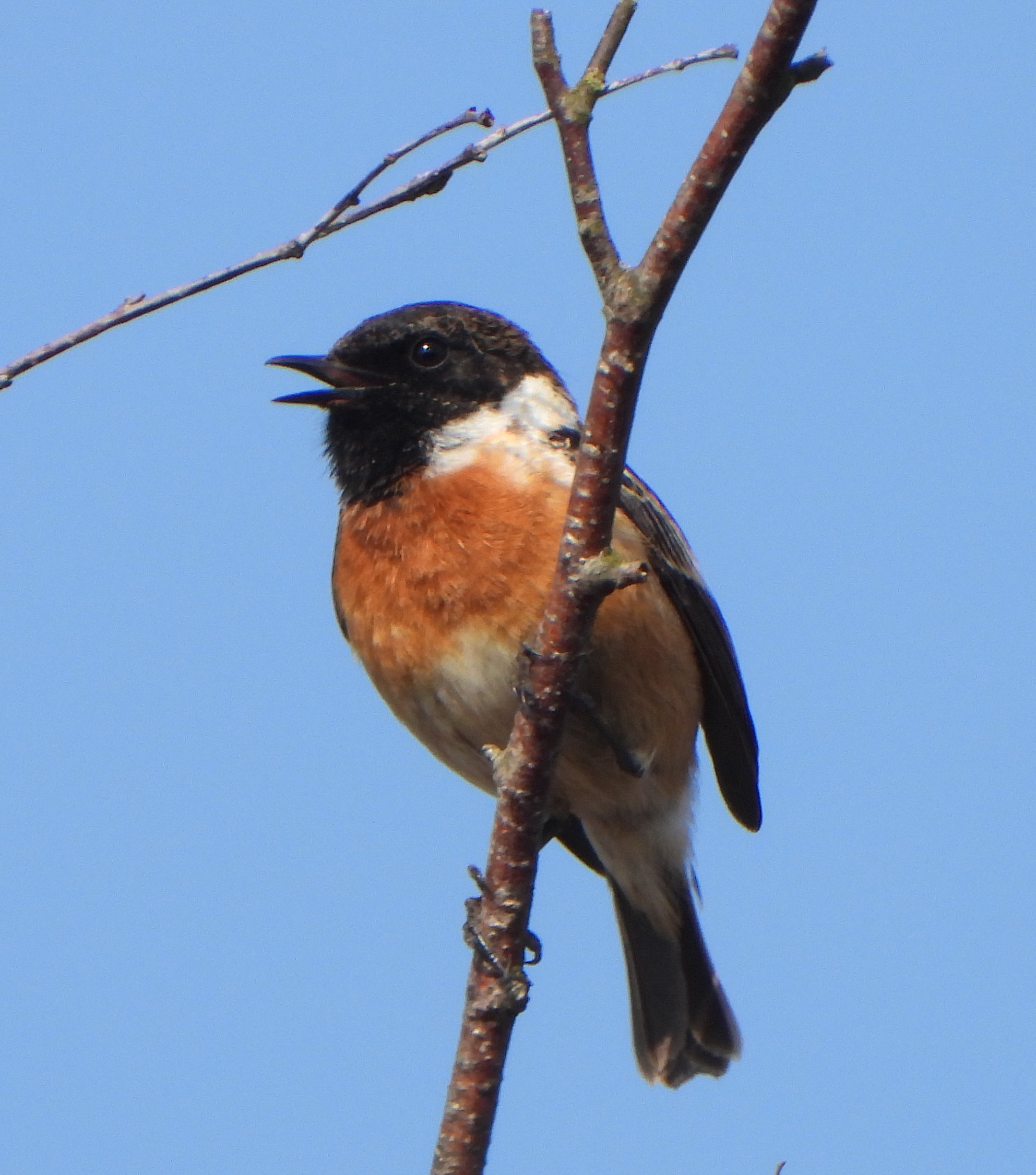 Een roodbruine vogel zit op een tak tegen een blauwe hemel en zingt.