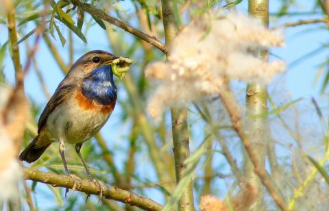 Vogel met blauwe borst houdt een rups vast tussen takken.