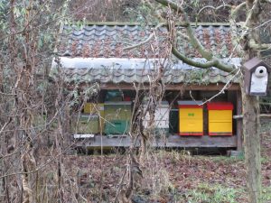 Een kleine bijenkorf met gekleurde kasten onder een golfplaten dak, omgeven door winterse begroeiing.
