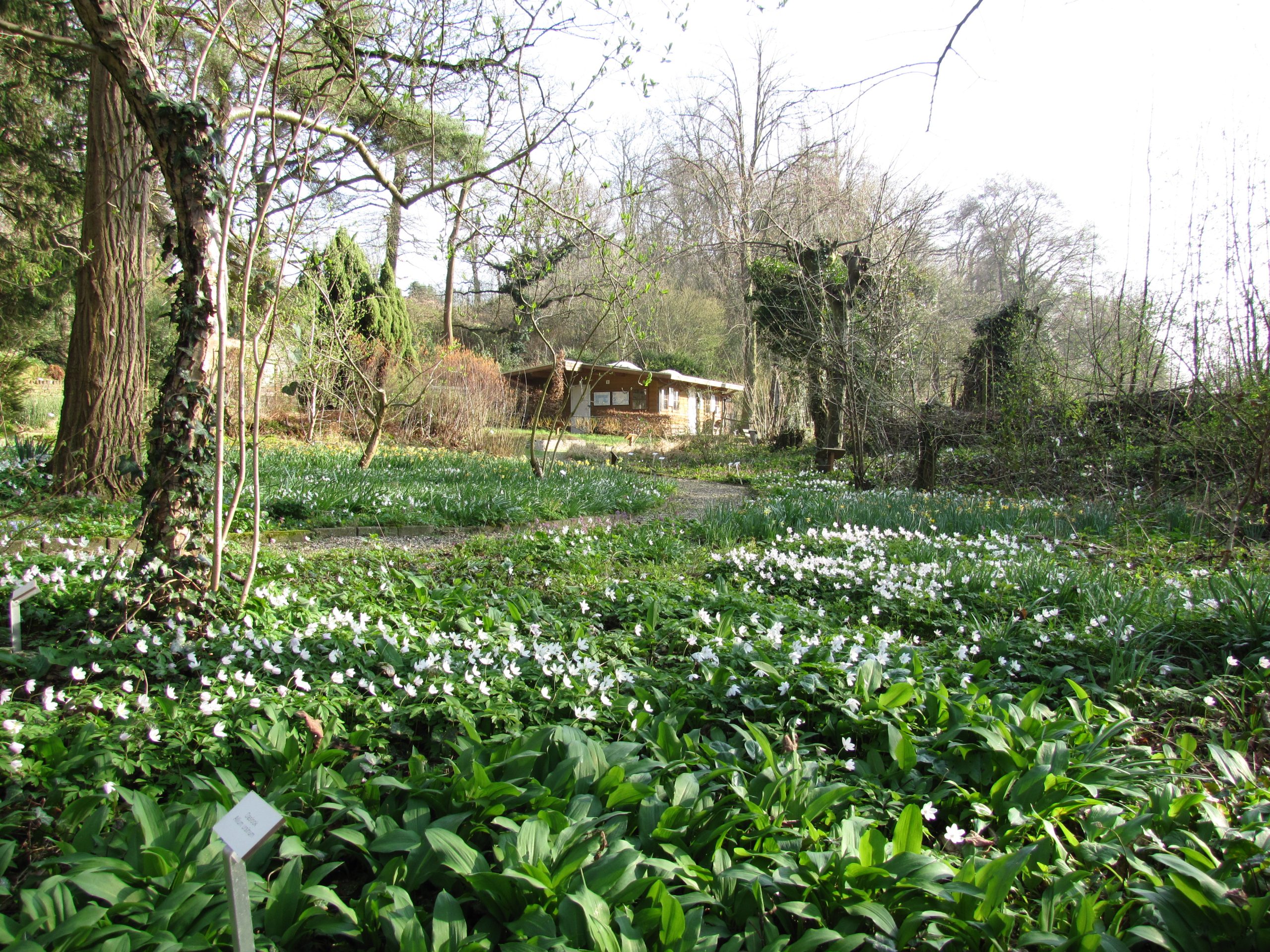Bos met bloeiende witte bloemen en een houten hut in de achtergrond.