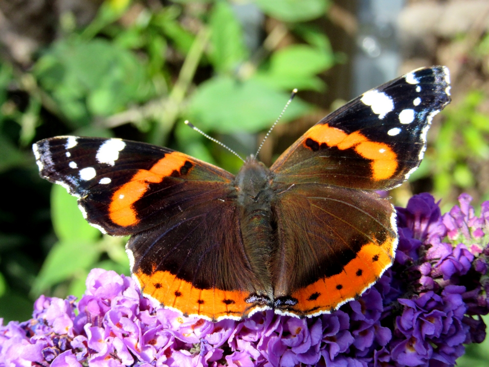 Vlinders, bijen, vogels