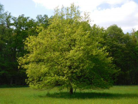 Monumentale bomen