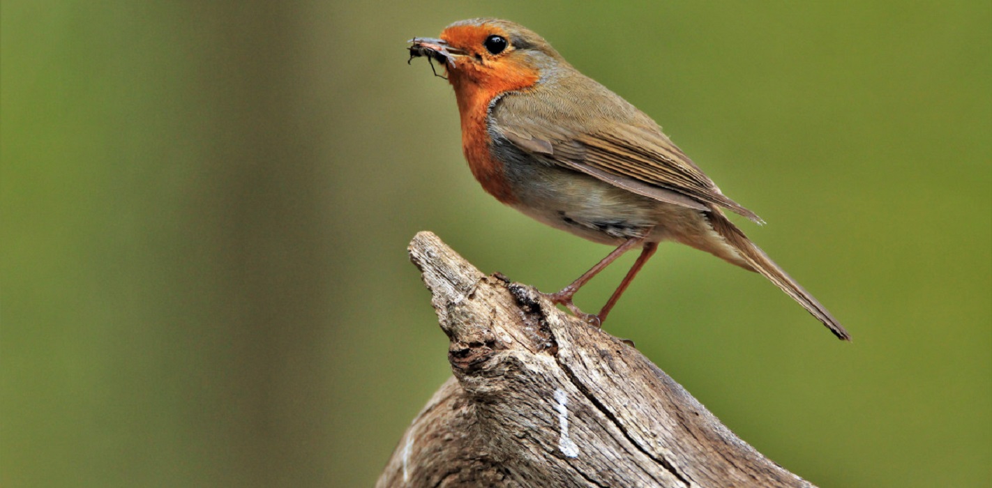 Vogels