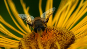 Bij voert een bij insect uit op een heldergele bloem tegen een groene achtergrond.
