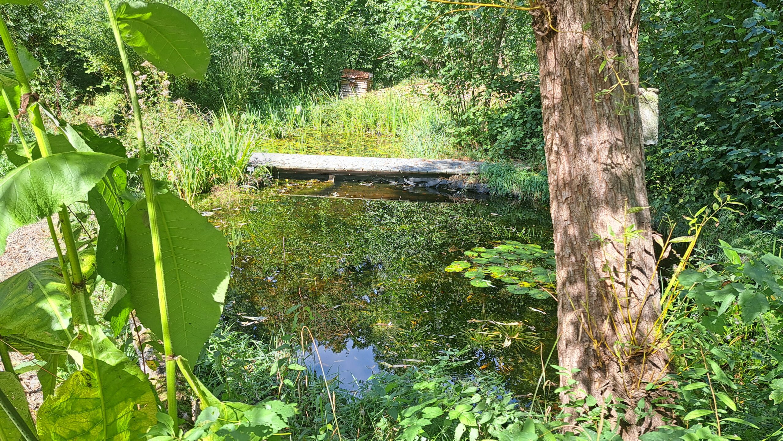Natuurlijke vijver met waterplanten, omringd door groen en een houten brug.