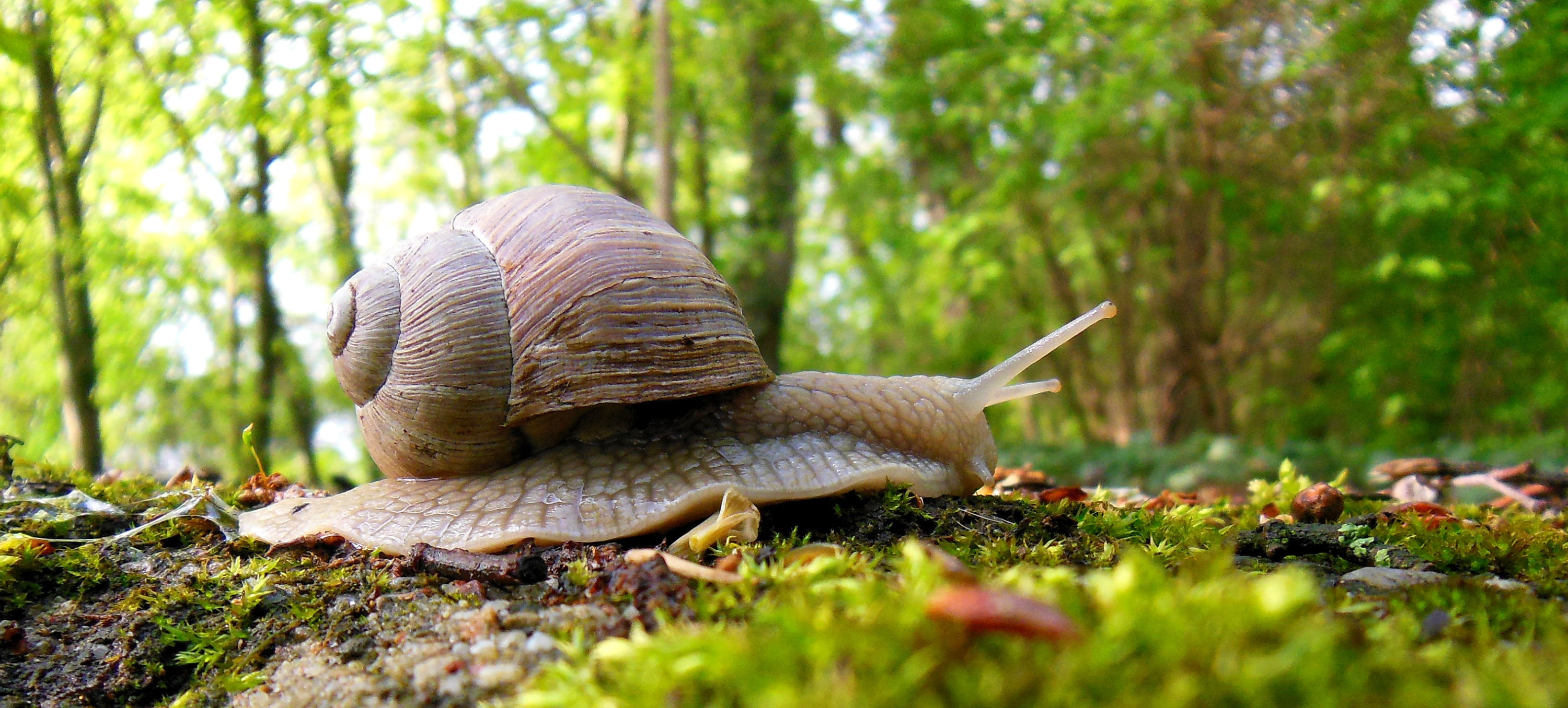 Slak op mosrijke ondergrond in een zonnig bos, met groen gebladerte op de achtergrond.