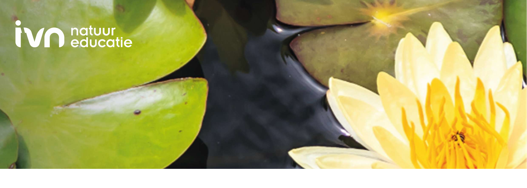 Gele waterlelie en groene bladeren op het water. Links bovenin staat "ivn natuur educatie".