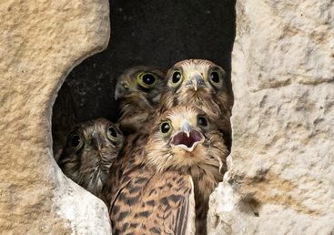 Vier jonge roofvogels zitten samen in een holte in een rotsachtige muur.