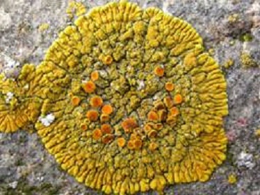 Ronde gele korstmos op grijze rots met oranje details in het midden.