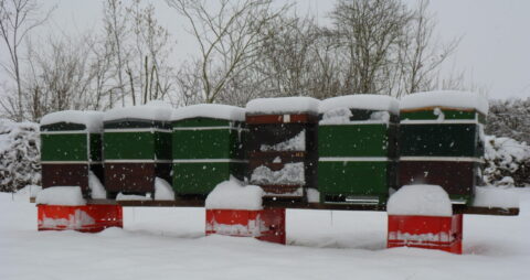 Bijenkasten bedekt met sneeuw staan buiten in een besneeuwd winterlandschap.
