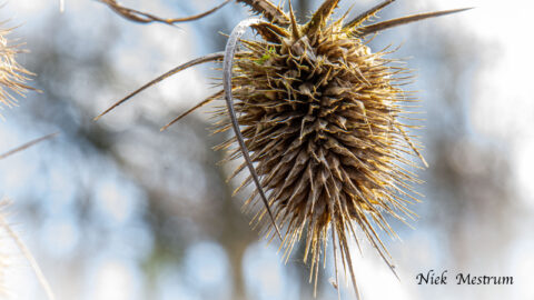 Close-up van een gedroogde distel met stekelige punten tegen een wazige, lichte achtergrond.